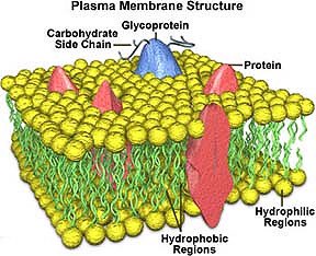 Jonathanjarecki's tweet image. With these facts:
1) ~800,000 to 50,000,000 Na+/K+ pumps on the surface of a single cell
2) Over 1,000 different types of pumps/channels
3) Proteins are much larger than phospholipids and protein complexes (pumps/channels) are even larger
Then why don’t we see…