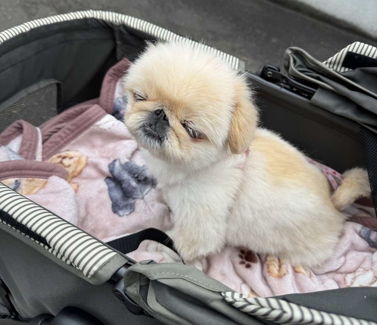 ぺこたんとエメ tweet media