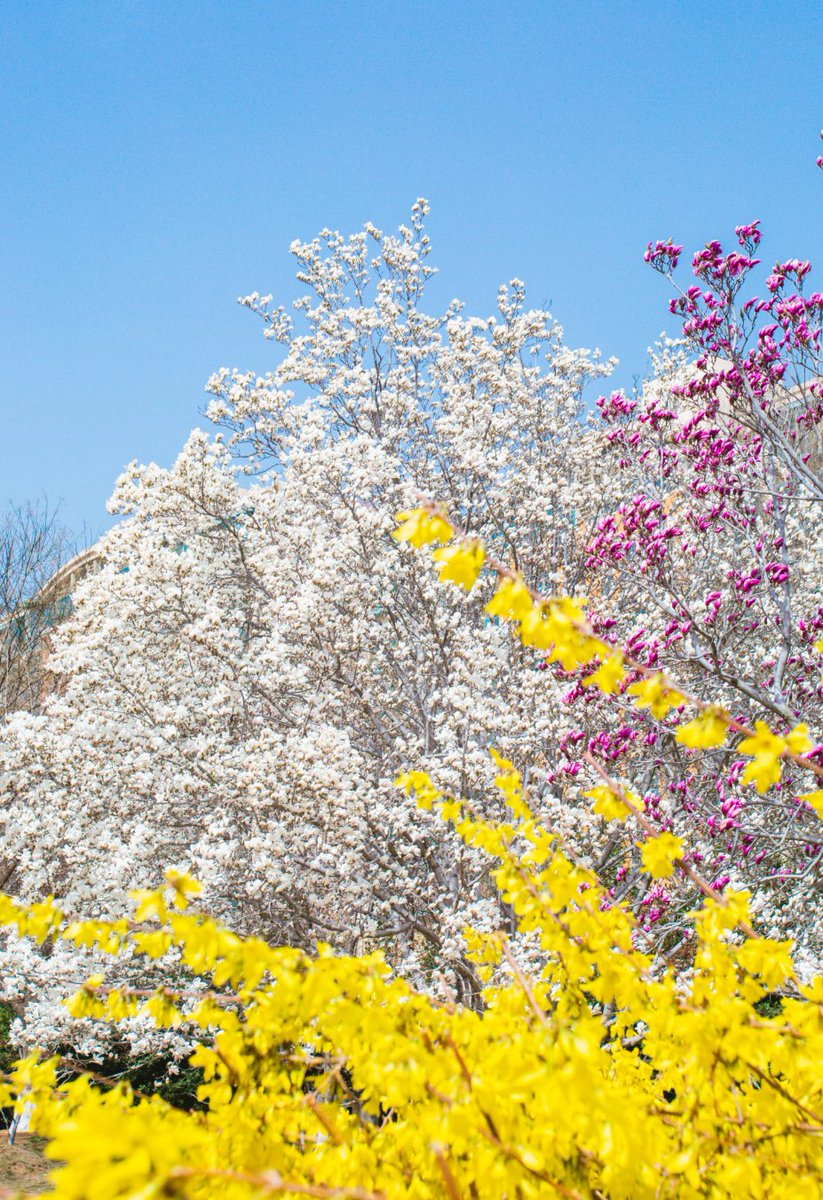 To the most beautiful woman in the world—Happy Mother's Day! On this special Sunday, Friendly Shandong sends a blooming tribute to all the love, care, and warmth mothers bring.