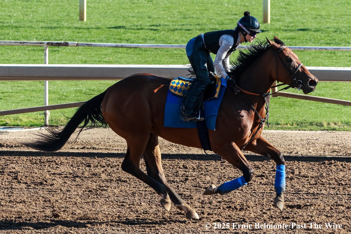 Maysam galloping this morning.
