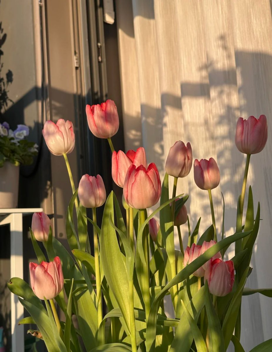 dsgnbb's tweet image. 🌷夕陽に輝くチューリップたち✨  
優しい色合いに心が和みますね😊  
春の訪れを感じる瞬間💖