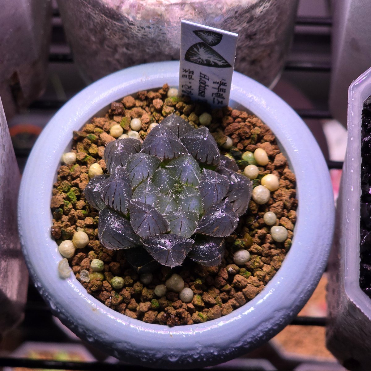 까마귀는 하월시아를 놓을 수 없어..