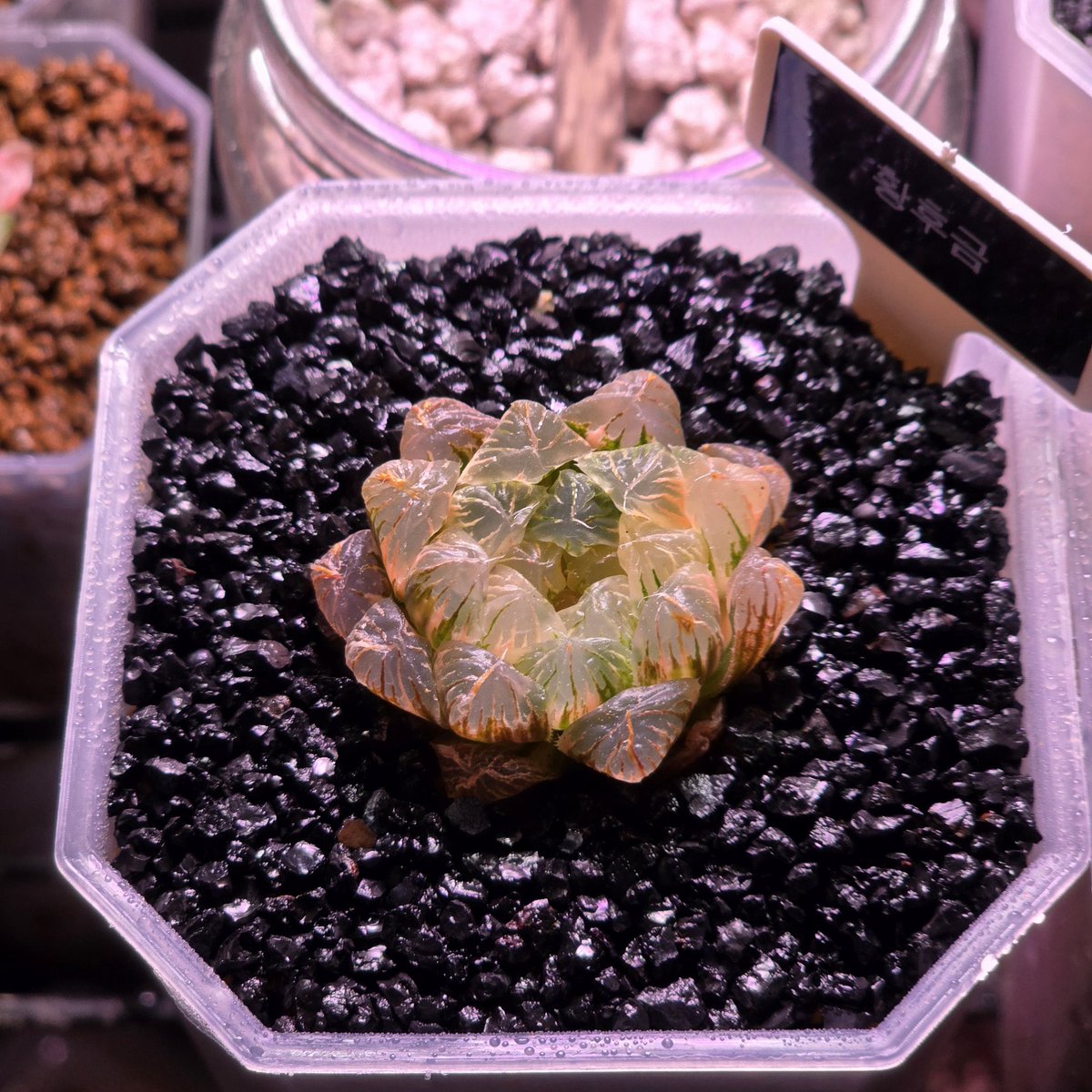 경매 출신 친구들은 확실히 쭈글쭈글 하구나..🤨