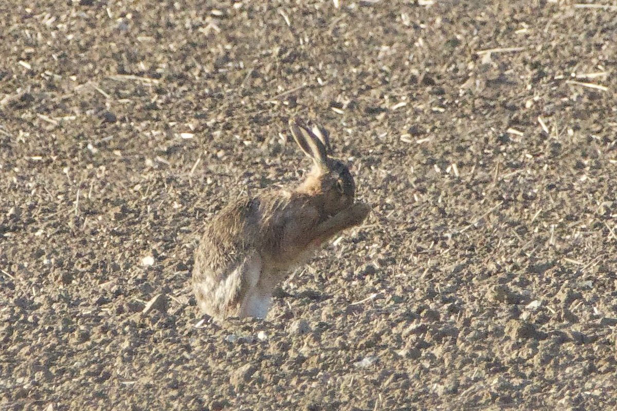 Some highlights from my <a href="/_BTO/">BTO</a> Breeding Bird survey near Coggeshall this morning.