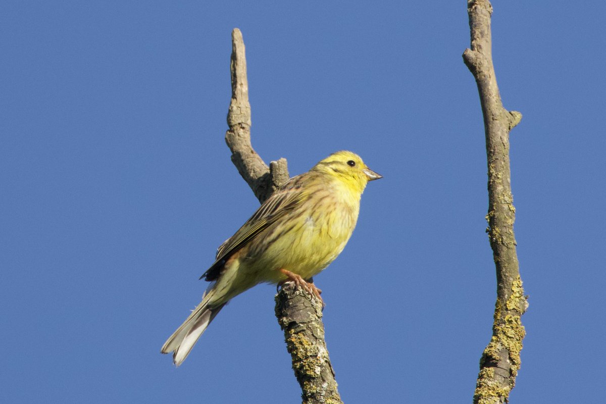 Glen Moore tweet media