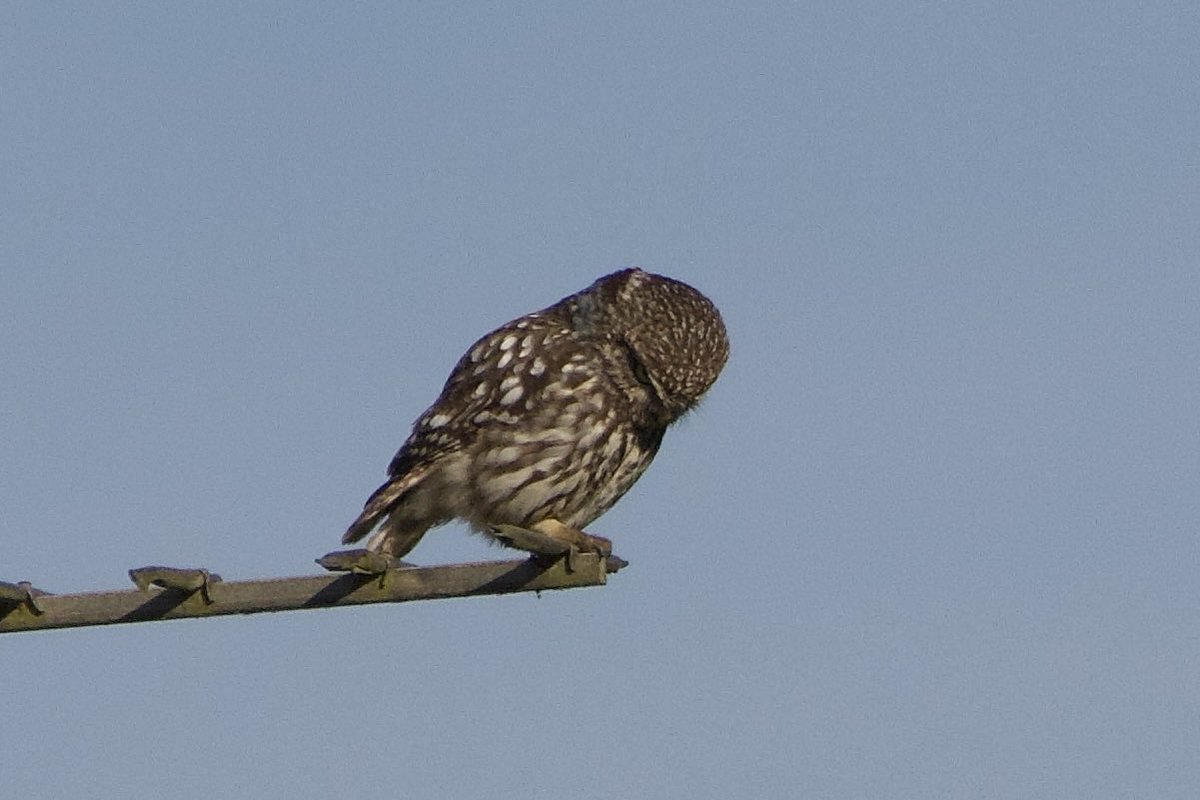 Glen Moore tweet media