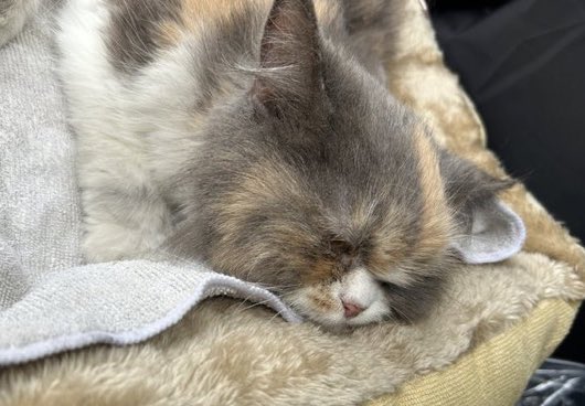 拡散希望です🙇‍♀️

埼玉県戸田市笹目で、車に轢かれた猫ちゃんが保護されています。

病院に連れて行ったら骨盤の骨折だと言う事ですが、長い間放浪していたのかガリガリらしいです。

医療費も高額になる為、保護主さんには手に負えないとの事。

どなたかお力を貸していただけませんか？