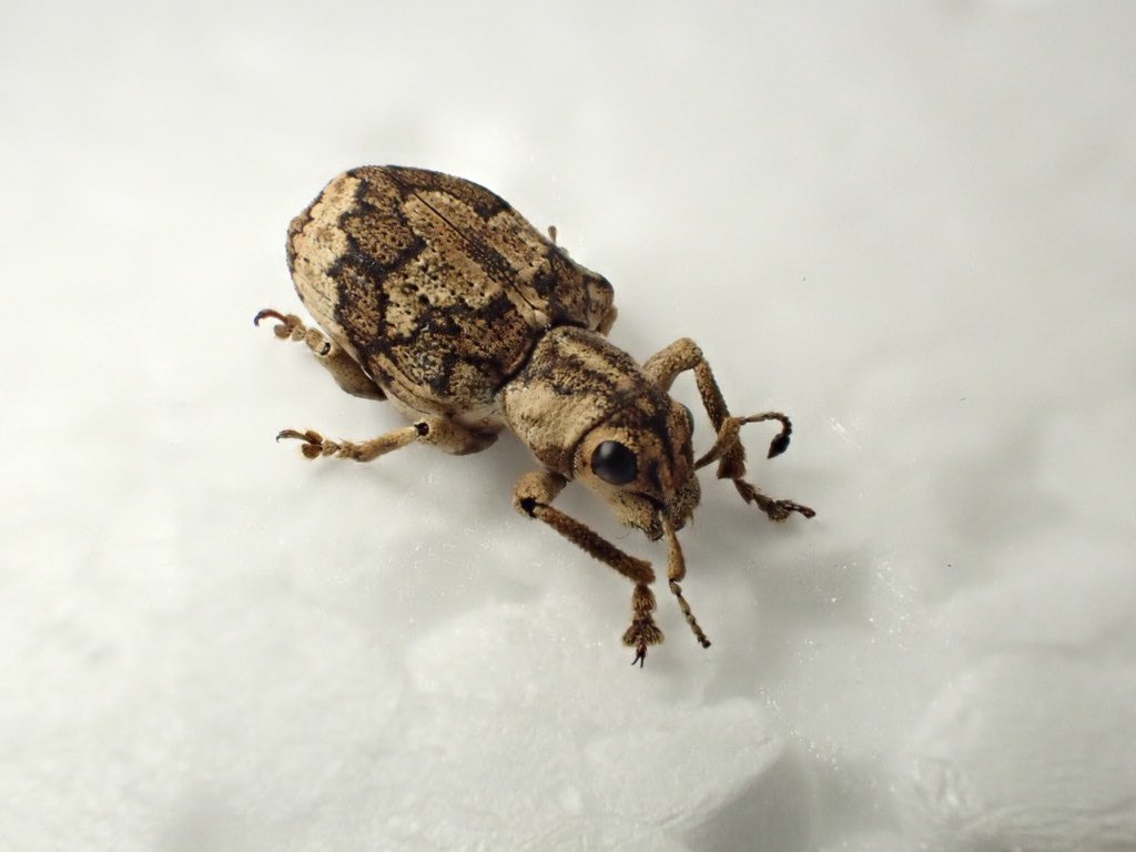 たいへん良いゾウムシ。