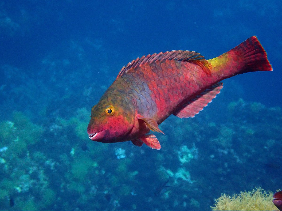 "Vieja Colorada" en la costa N de Menorca a una profundidad de -8 metros.Es una especie muy común en los trópicos,aunque a veces es dificil distinguirlos de otros ejemplares de la misma familia.La temperatura del mar esta en torno a los 19 °C.