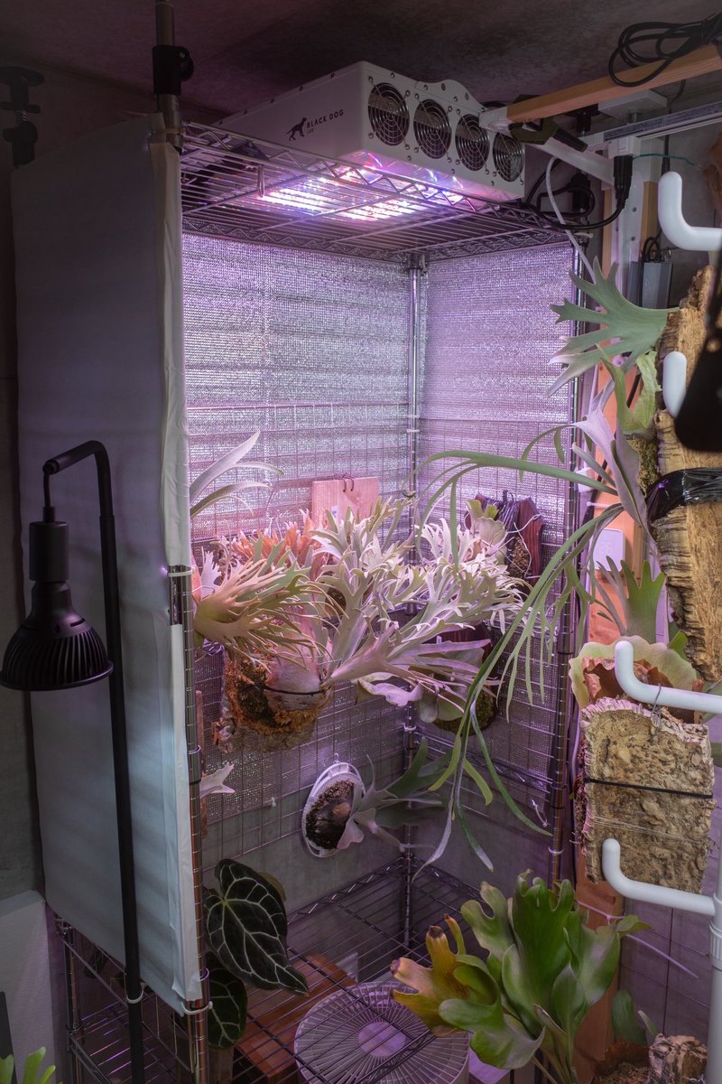 ルミナスのスチールラック、もっと早く導入すれば良かった…組み立てに工具要らないしLEDパネル置くだけでいいし簡単👍
アルミシートもグロウテント化+遮熱できて優秀。
#ビカクウォール