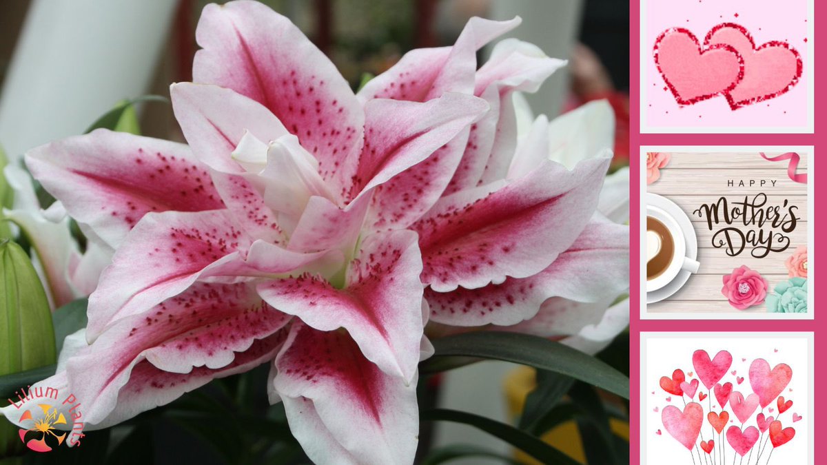 Lilim Plants || Happy Mothers Day #MothersDay Fijne Moederdag #moederdag  <a href="/Potlilium/">Wetering Potlilium</a> <a href="/SchieLilium/">Van Schie</a>