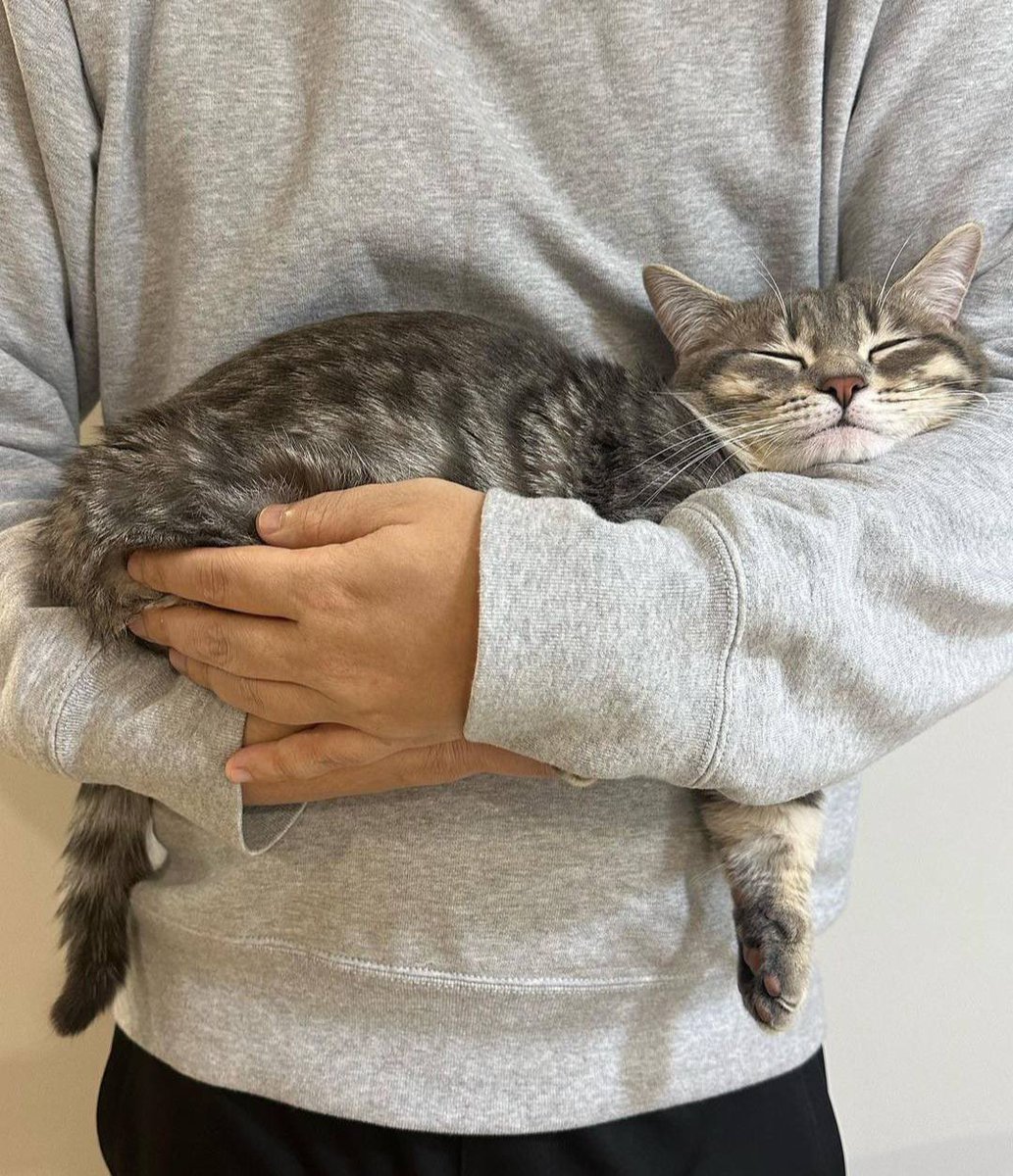 nocontextscats's tweet photo. comfort zone https://t.co/KLQdfBUdkJ