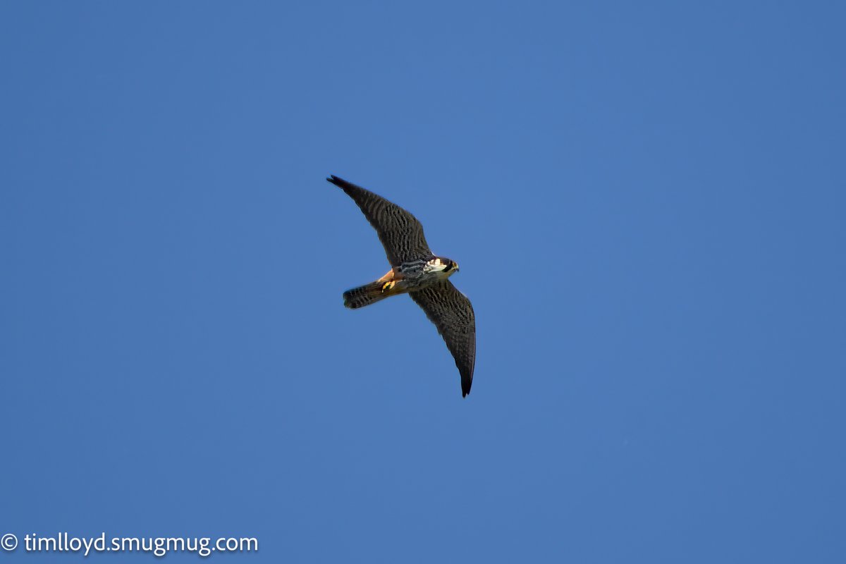 Tim Lloyd (@g6ued) on Twitter photo Lots of activity at <a href="/RSPBMiddleton/">RSPB Middleton Lakes</a> Saturday morning, many loud Sedge Warblers, and saw my first Hobby, in fact three of them!
<a href="/Natures_Voice/">RSPB</a> <a href="/MercianBirding/">Mercian Birding</a> <a href="/BBCSpringwatch/">BBC Springwatch</a> Lots of activity at <a href="/RSPBMiddleton/">RSPB Middleton Lakes</a> Saturday morning, many loud Sedge Warblers, and saw my first Hobby, in fact three of them!
<a href="/Natures_Voice/">RSPB</a> <a href="/MercianBirding/">Mercian Birding</a> <a href="/BBCSpringwatch/">BBC Springwatch</a>
