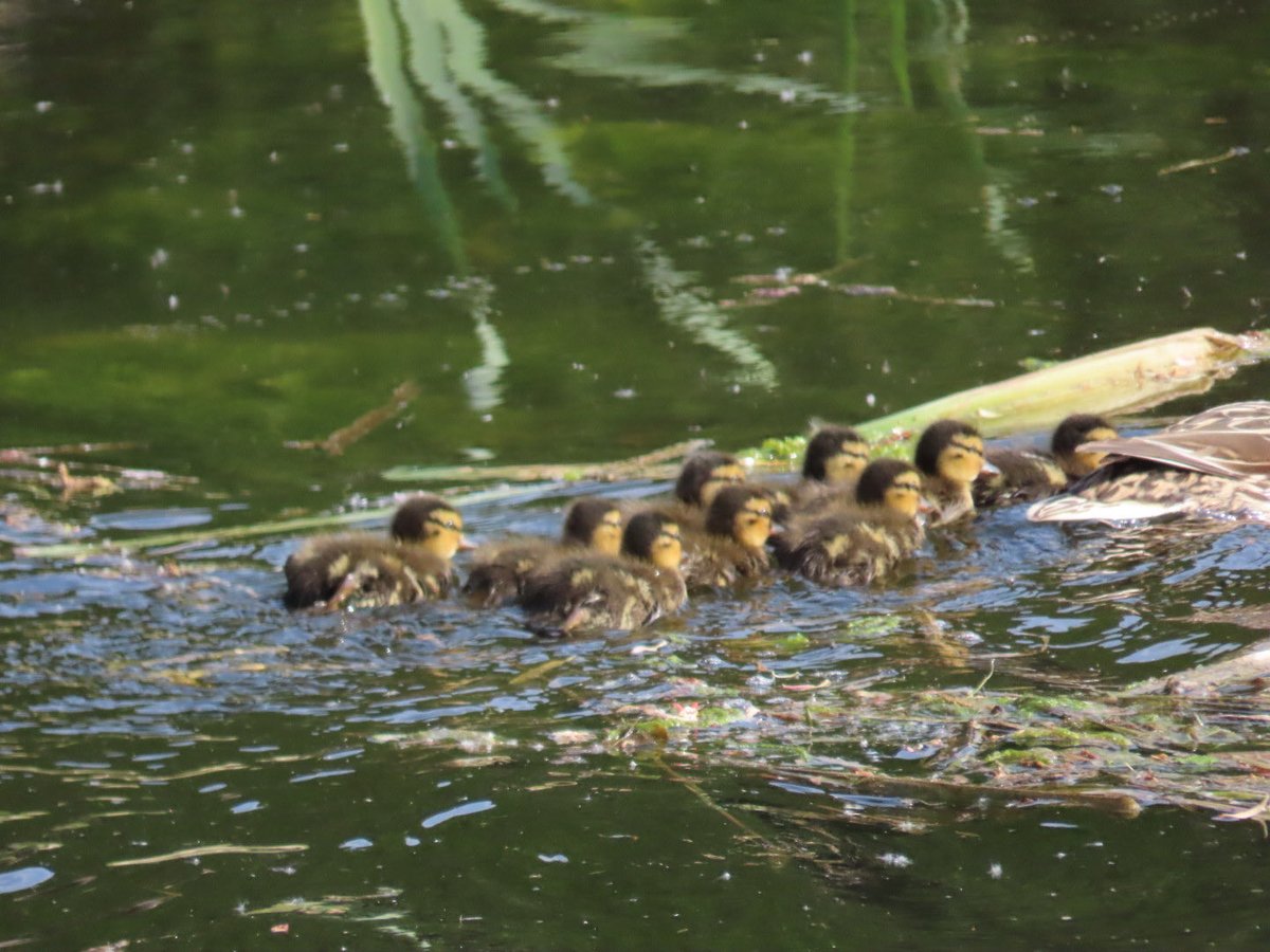 Following Mum…. 💚🦆
⁦<a href="/SwanwatchUk/">SWANWATCHUK</a>⁩