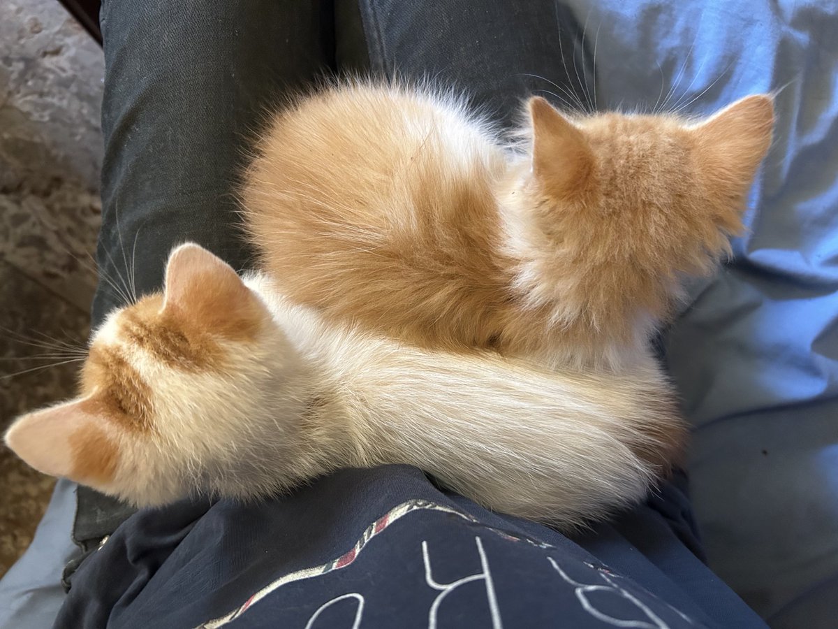 wyn☔️🪼 #1 zani & changli enthusiast (@ceoofxianyun) on Twitter photo oh good now i’m stuck here for the rest of eternity oh good now i’m stuck here for the rest of eternity