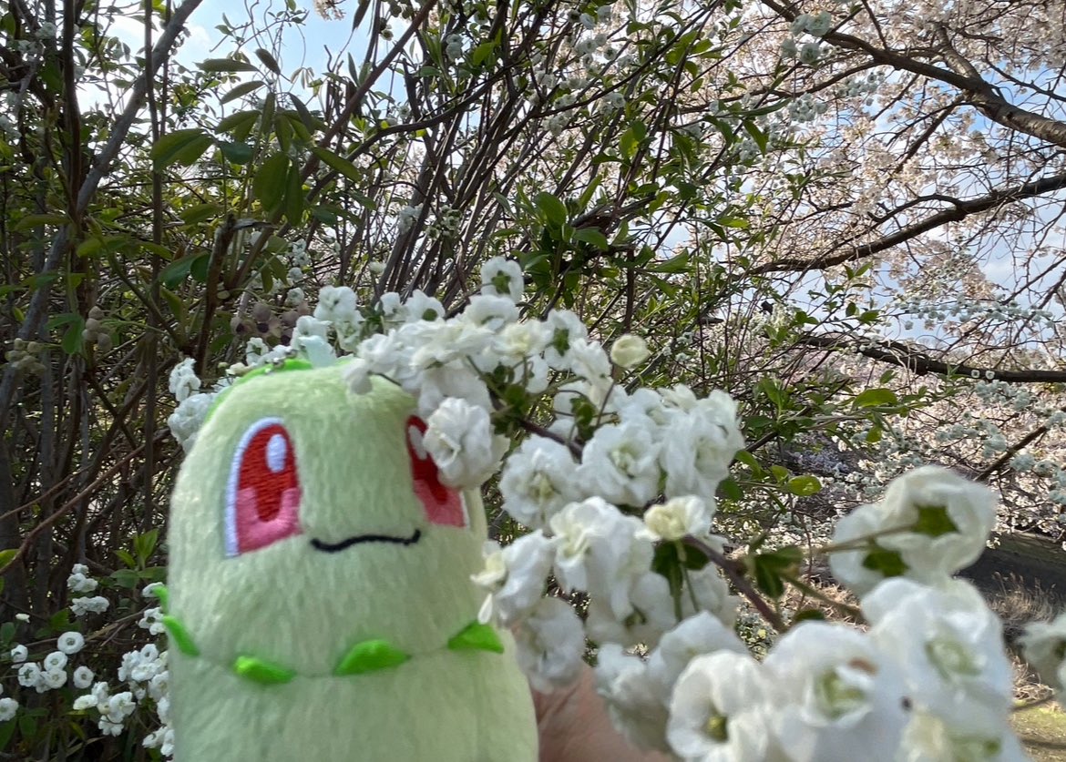 Chicojealousist's tweet image. チコリータです。今日も…
 #我が家のポケモンしんちゃんに見せる