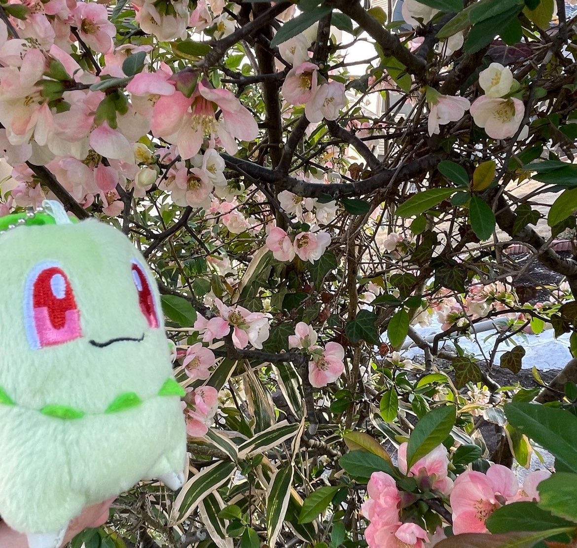 Chicojealousist's tweet image. チコリータです。今日も…
 #我が家のポケモンしんちゃんに見せる