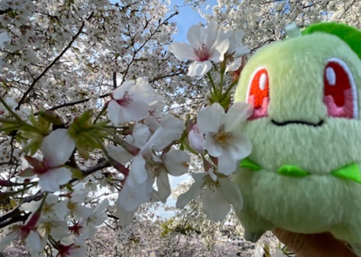 Chicojealousist's tweet image. チコリータです。今日も…
 #我が家のポケモンしんちゃんに見せる
