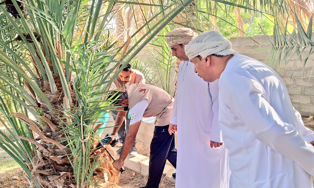 بحضور المهندس المدير العام المساعد وعضو المجلس البلدي بولاية عبري وبمشاركة مجتمعية وعلى مدى 3 أيام تنفذ دائرة الثروة الزراعية وموارد المياه بعبري حملة موسعة لمكافحة حشرة سوسة النخيل الحمراء 
تهدف الحملة إلى استكشاف ورصد وتقديم العلاج للنخيل المصابة وذلك للحد من خطورتها وانتشارها
