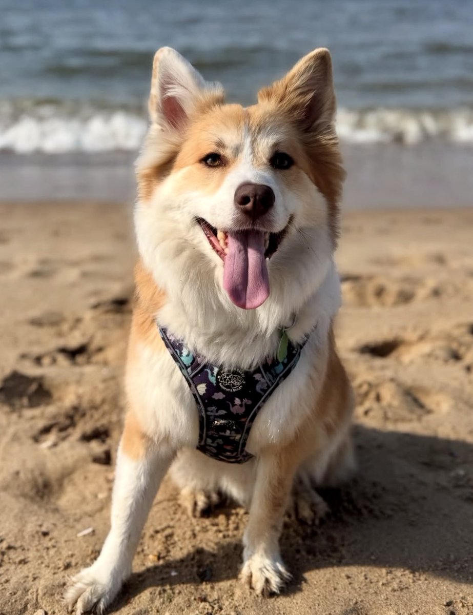 Some of our Sunday snaps including the lovely Daisy in San Diego wearing our #Belfast bandana and Snoop, Boo and Siska in our gorgeous harnesses ! #dogharness #petaccessories #dogsofX