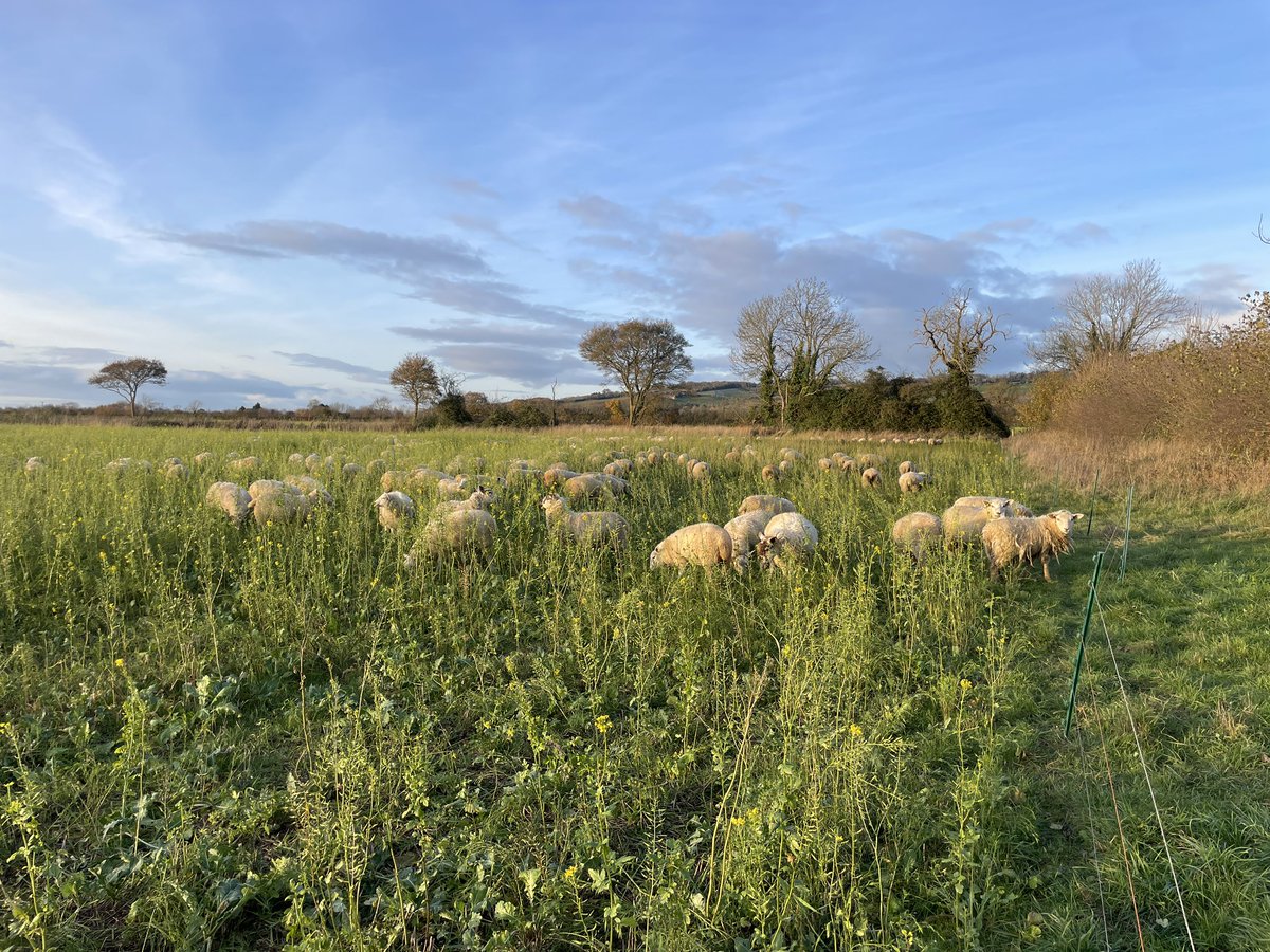 The Green Farm Collective (@thegreenfarmco1) on Twitter photo Delighted that <a href="/MillieSCHood/">Amelia Hood</a> is joining us from <a href="/UniofReading/">Uni of Reading</a> showing the results of the #Showcase2020 project on covercrops and their ⬆️ impact on soil health 🕷️🪱🍀🌾🐑 Delighted that <a href="/MillieSCHood/">Amelia Hood</a> is joining us from <a href="/UniofReading/">Uni of Reading</a> showing the results of the #Showcase2020 project on covercrops and their ⬆️ impact on soil health 🕷️🪱🍀🌾🐑