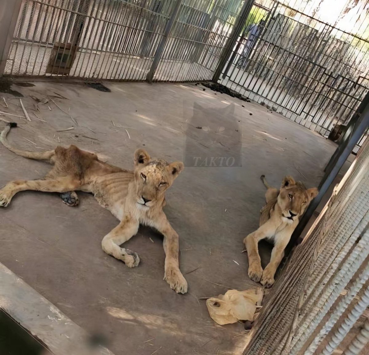 حديقة الحيوان هي المكان الوحيد الذي يكون فيه جميع السجناء أبرياء