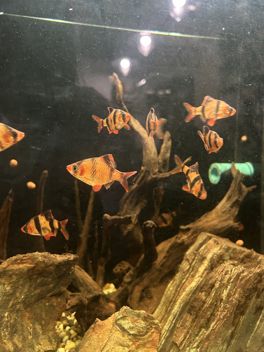 summerinjulyyy's tweet image. 👩🏻‍❤️‍💋‍👩🏻🧶 11 / 05 𓂃 ꒰ 𝓓ay 𝓸𝓯𝓯 ꒱ ✿˒˒🍨

｡｡｡วันนิ้้มาเทียวแบบม่ายมีแพลนน น เติมไฟฟด่วยของอร่อยทีชอบบ ! !😋 ไอเลิฟชิโอะปังทีปุ้ด🥐 andๆ ๆ I ♥️ 𝓜atcha เดินtalk at ย่านเมืองเก่า + ขับรถปัยเรื่อยเรื่อย🛵💨 ฟิรรสิบดาว ว⭐️⭐️
˗ˏˋ #juli3witdiary 🫐