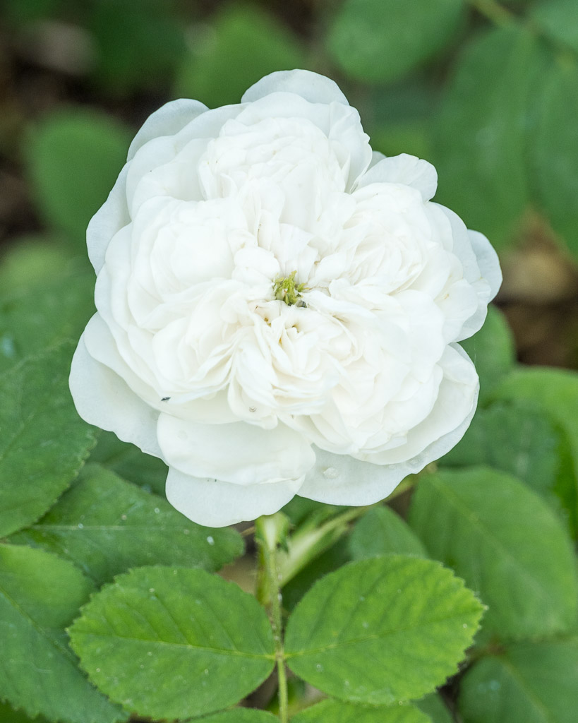 🌹 Sección II: Gallicanae (II) – Rosas Damascenas
#12plantas12meses | #270aniversariorjb
Rosas de fragancia poderosa y origen oriental, usadas en perfumería.
‘Celsiana’ – Rosa suave y muy perfumada
‘Kazanlik’ – Base del aceite de rosa
‘Mme Hardy’ – Blanca con ojo verde