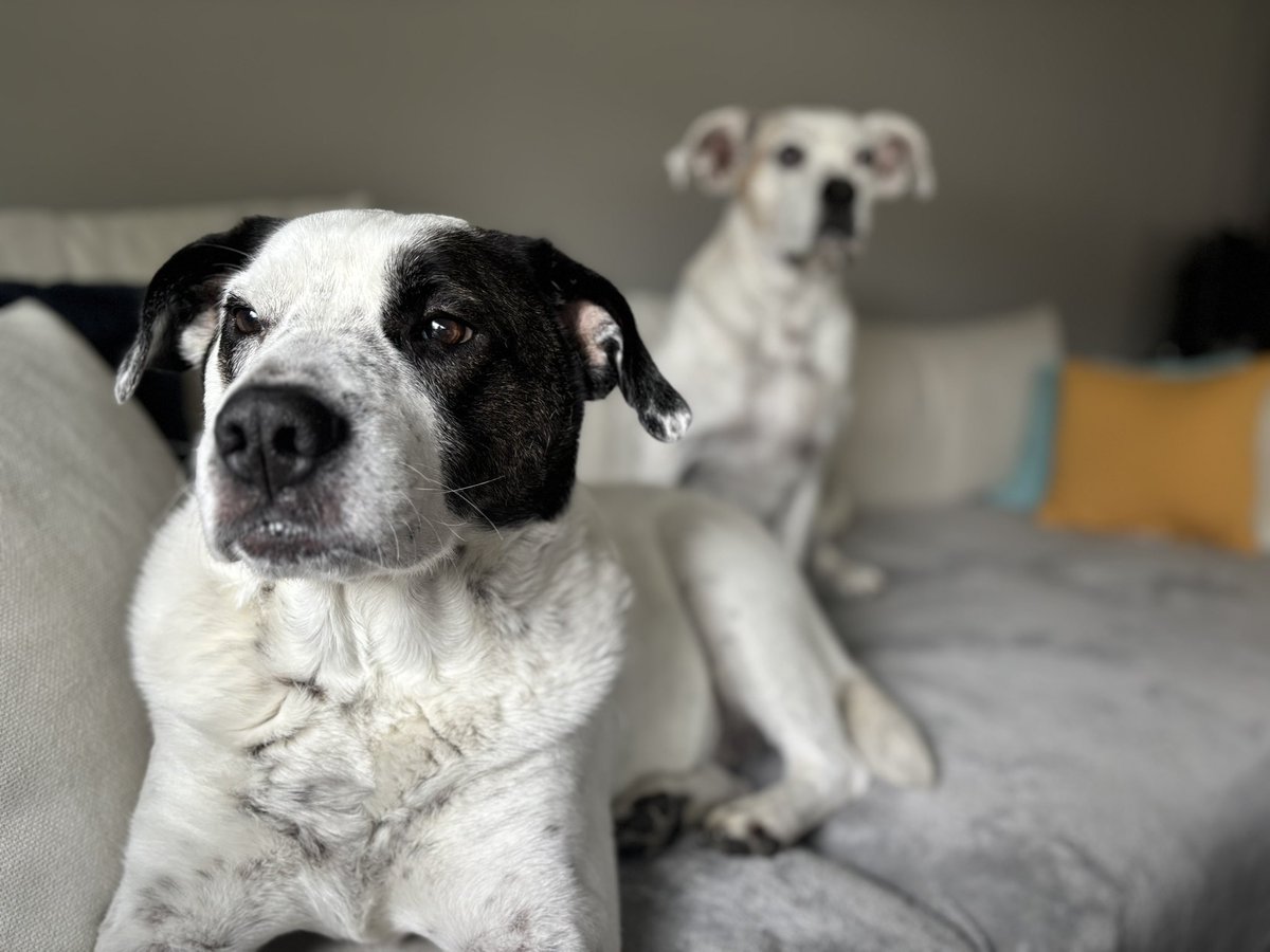 manchepe's tweet image. Coming home to these two after a long day out is the best!