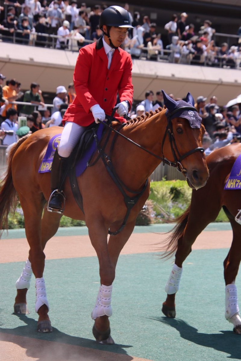 東京競馬場 後半レースの誘導にマイネルホウオウが出てきました