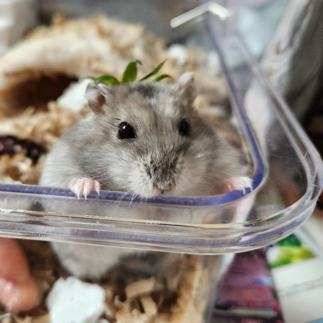 今日でハム神様が旅立って１年…🌠とっても優しくて面白いハム様でした😌ハムランドで楽しく過ごしているかな？とうもろこしの季節になったら皆と一緒に帰ってきてね😆🌽
『ﾎｯﾎｯﾎ❗ｲﾁｺﾞになったこともあったのじゃ😁🍓』
#ジャンガリアンハムスター#ハムスターのいる生活