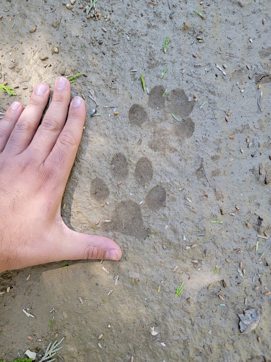 Where the wild things are