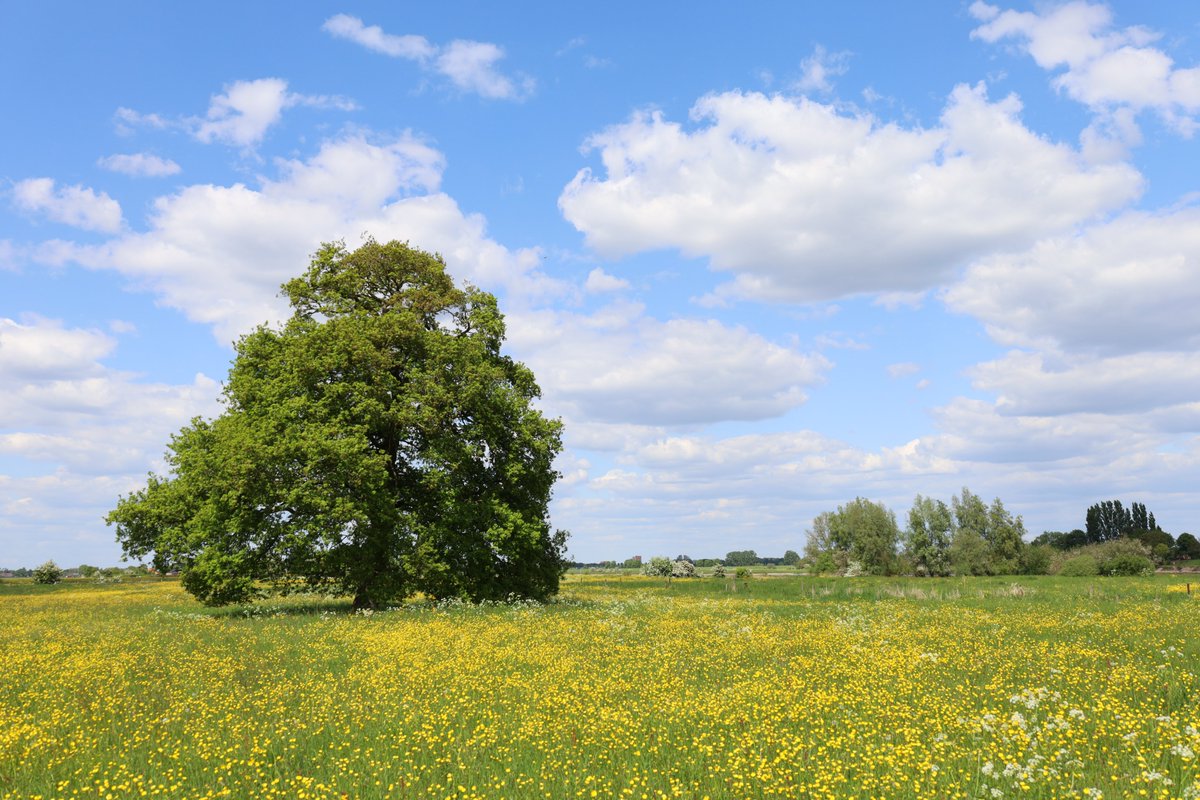 Een eik in volle glorie in een weide vol boterbloemen langs de IJssel. Zoals een boom hoort te zijn: laag vertakt.