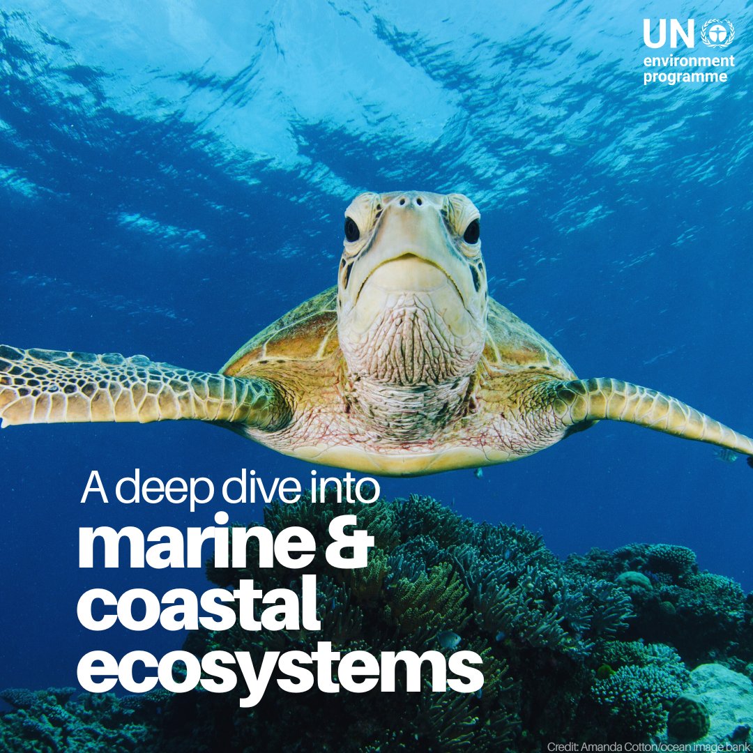 Marine and coastal ecosystems are crucial for biodiversity and support billions through food and protection.

However, they face serious threats from human activities.

Discover more about them &amp; how UNEP’s Regional Seas Programme safeguards them: unep.org/topics/ocean-s…