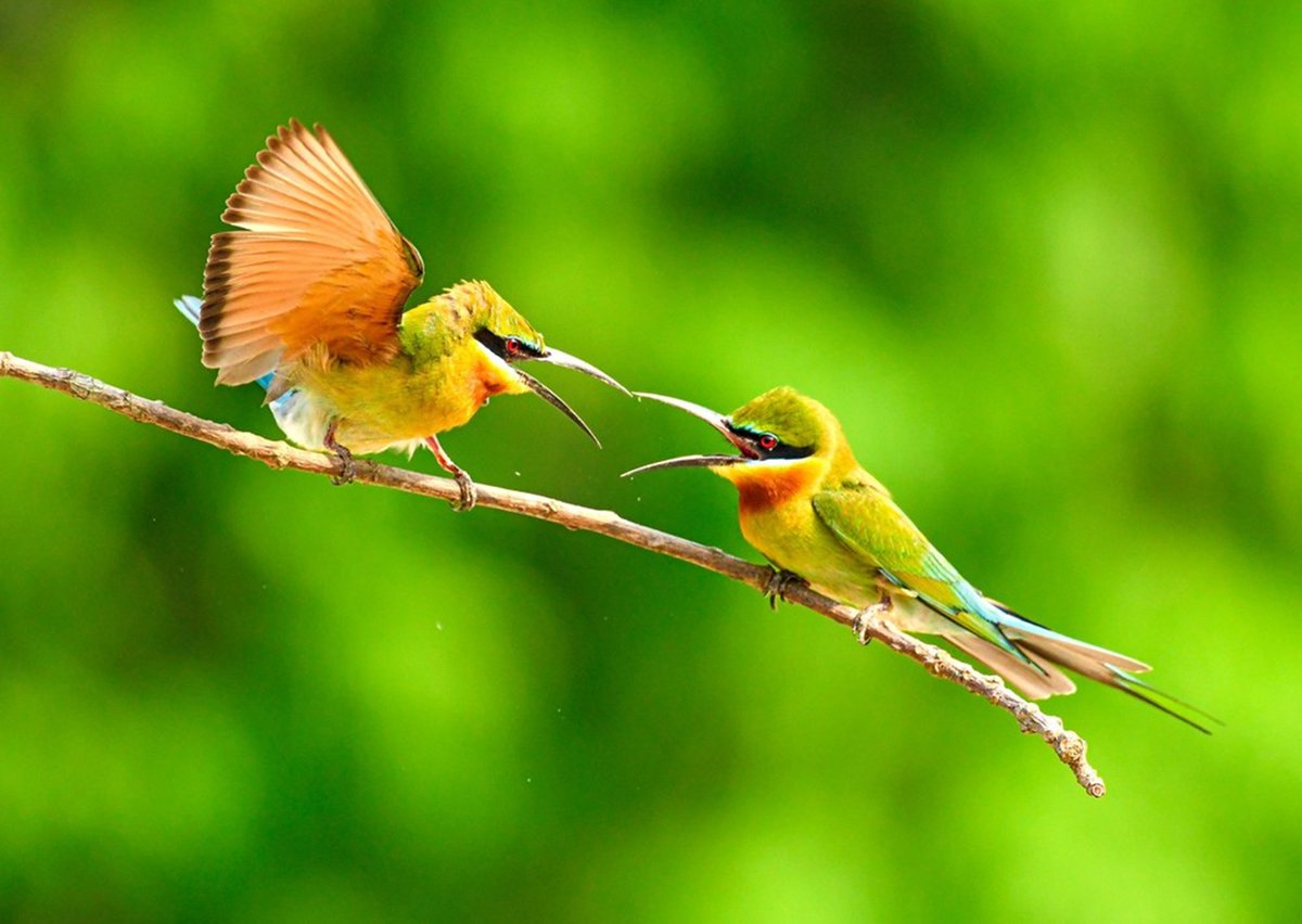 Dos abejarucos coliazules en plena pugna territorial en el bosque de Khisma, Bengala Occidental, India (Prasenjit Dutta, 2025)
