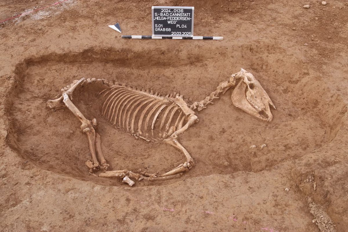 Uno de los 100 esqueletos de caballos de una unidad ecuestre romana del siglo II dC en un yacimiento de Bad Cannstatt, Stuttgart, Alemania (ArchaeoBW, 2025)