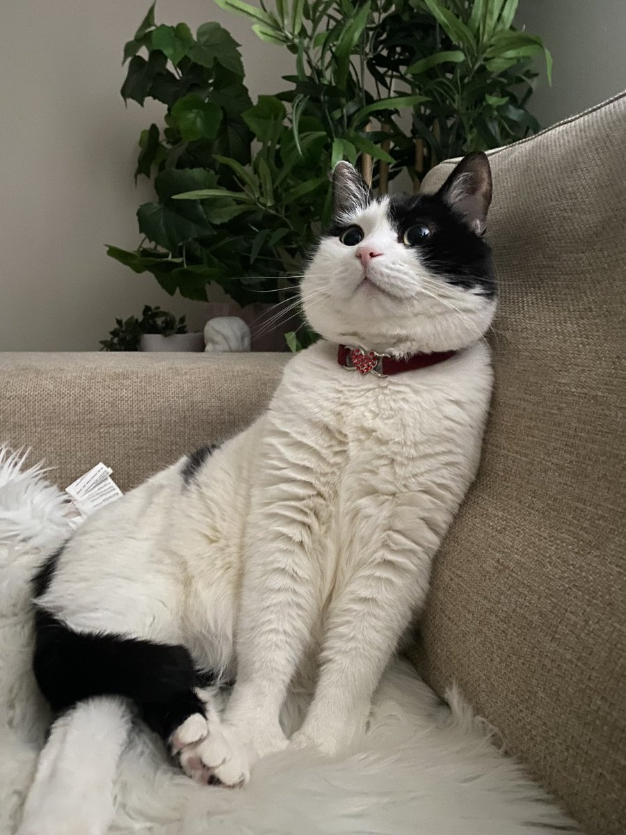 Live :) Twitch.tv/ogvos