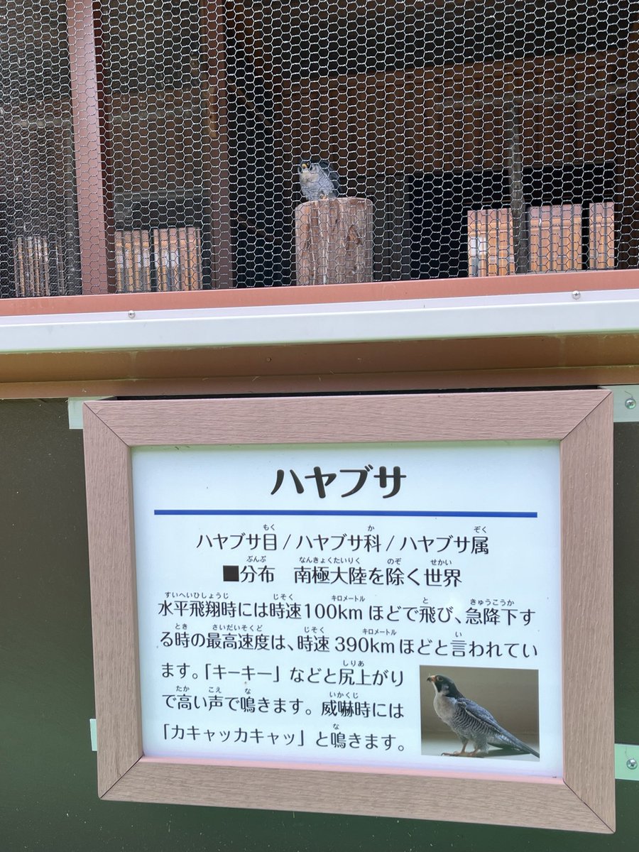 やっぱハヤブサだよなー🏍️🦅
