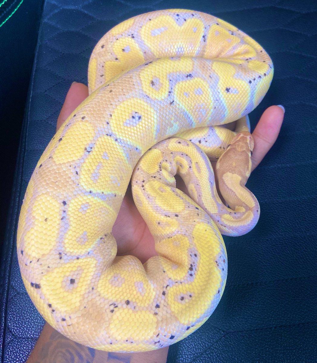 Pine_BallPython's tweet image. ðã¬ãŒã«ã¯çžå€ããã坿ãð¥ºðð
ãã®åã¿ããã«ãã£ã±ãé£ã¹ãŠãããããããããã©ãªãð
ãã£ãš800gâïžâš