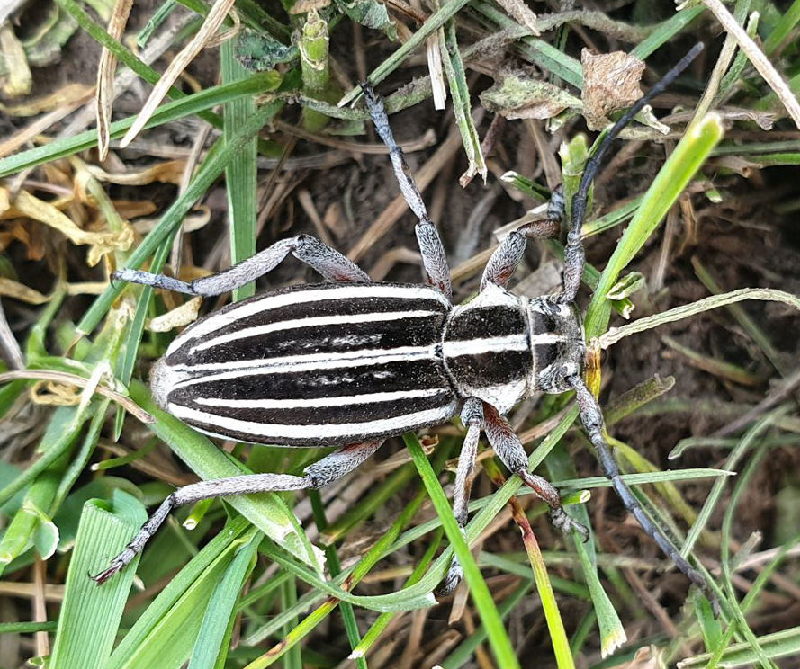 Dorcadion (Acutodorcadion) kastekum kastekum Danilevsky, 1996. SE Kazakhstan, Zhetyzhol Mt. Range.