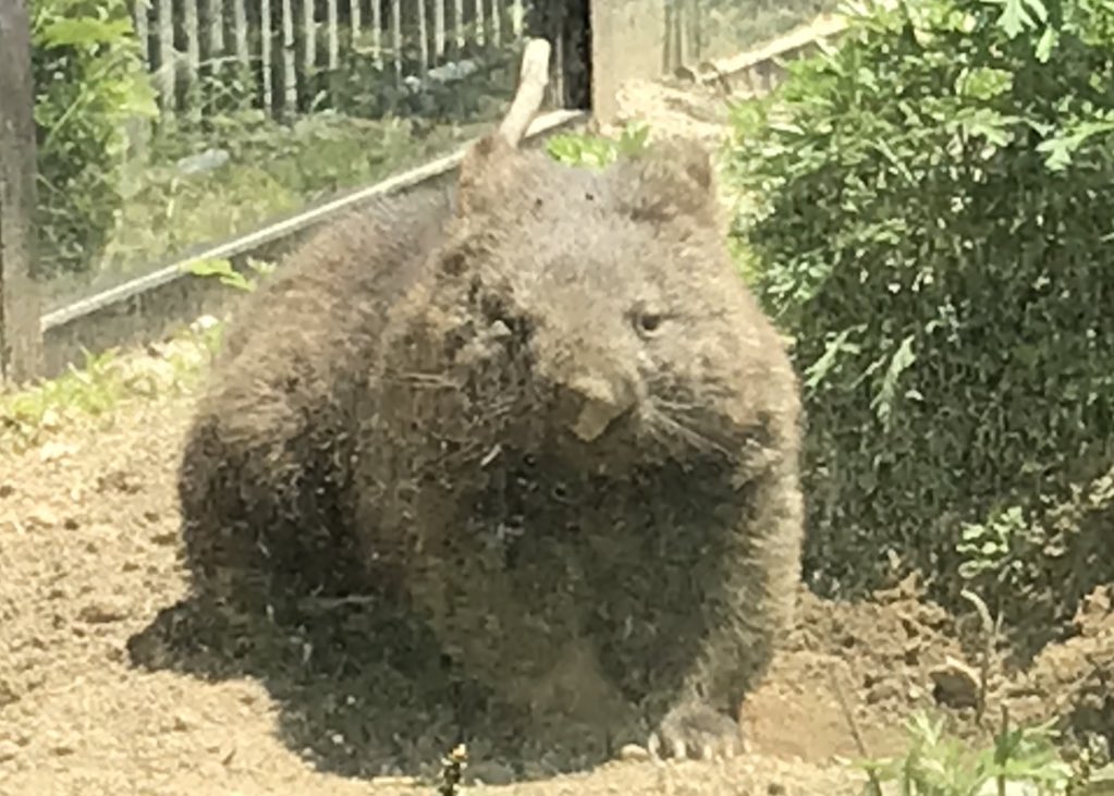 🍀2年前の今日🍀
フクちゃん待ちのコウくん
ユキちゃん待ちのワインさん
穴掘りして眠くなってきたユキちゃん
#コウ #ワイン #ユキ #ウォンバット #五月山動物園