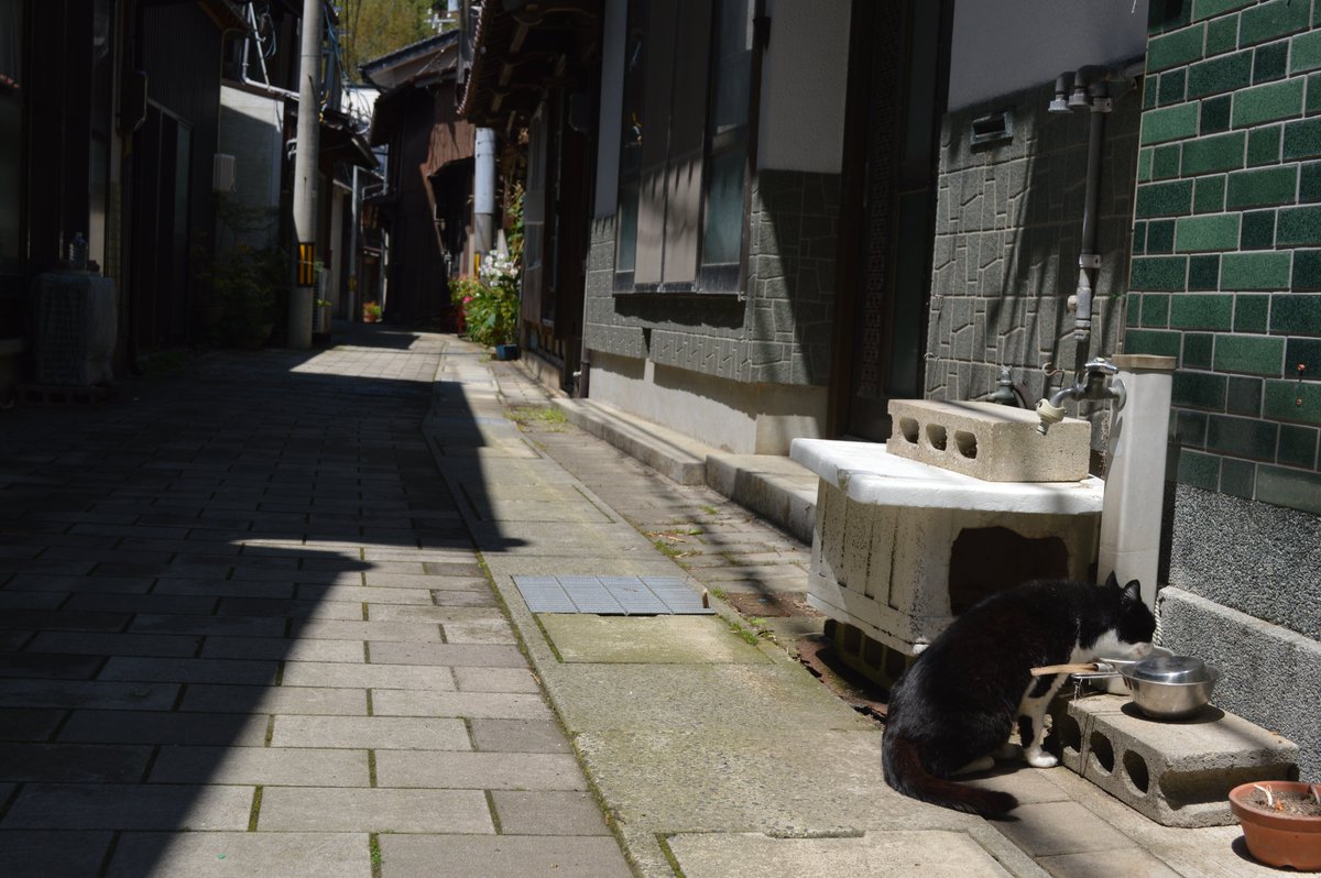 spa_saloon's tweet photo. 美保関
漁港と寺社を中心に入り江を旅館、商店や住宅が埋め尽くす箱庭のようなまち、好きな要素が凝縮されていた https://t.co/Qe2hGnQlck