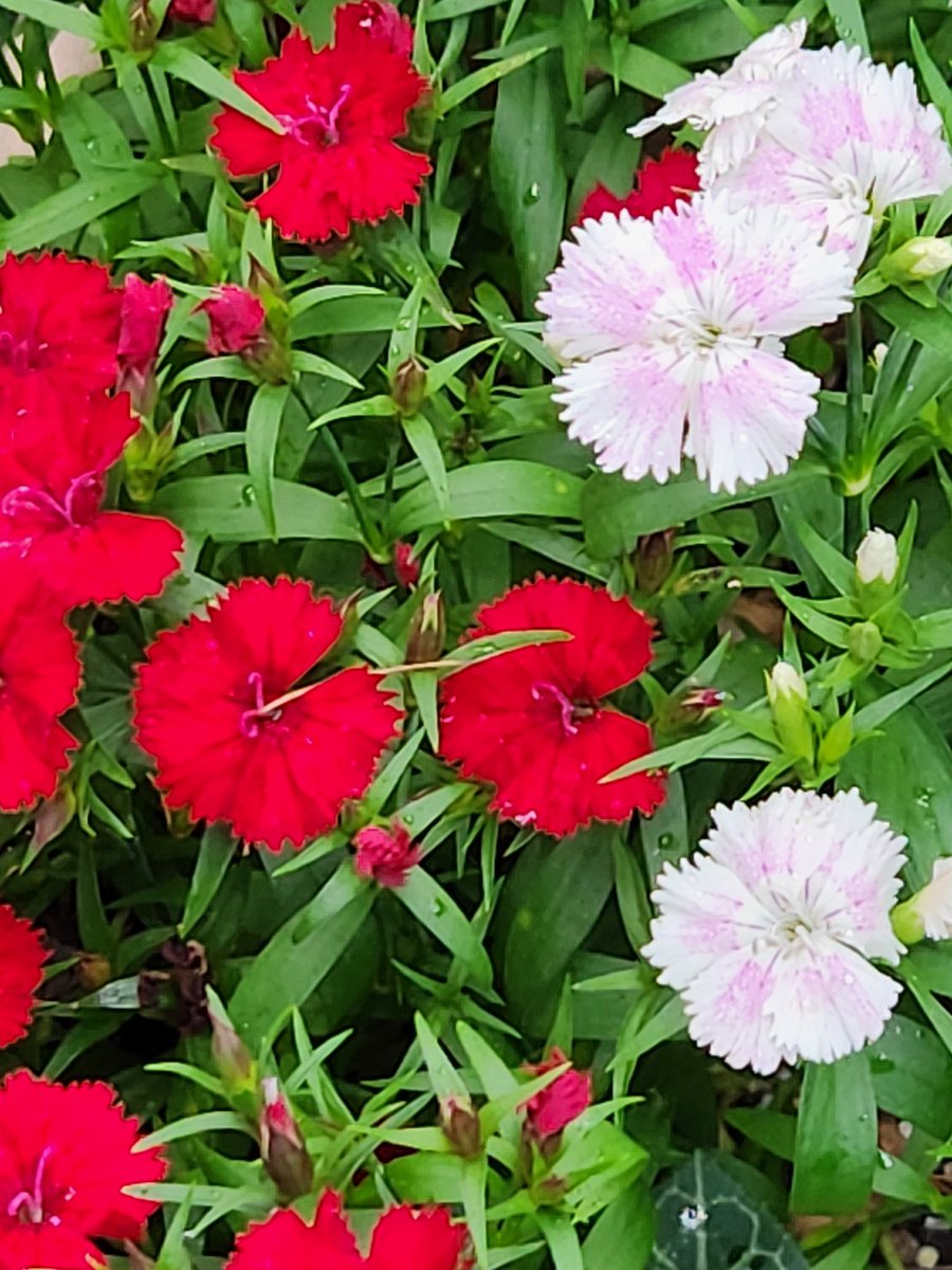 おじいちゃんです。 (@1944yukio0217) on Twitter photo 