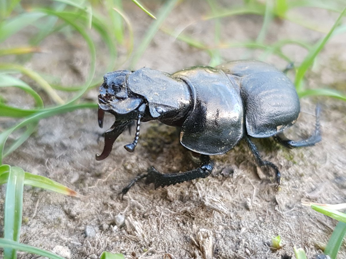 Lethrus (Paralethrus) turkestanicus Ballion, 1870. Southern Kazakhstan, W Talas Mt. Range.