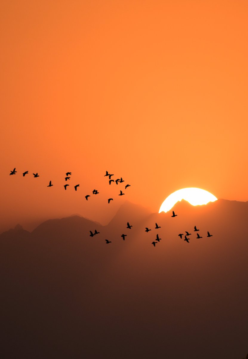 Mir Auqib tweet media