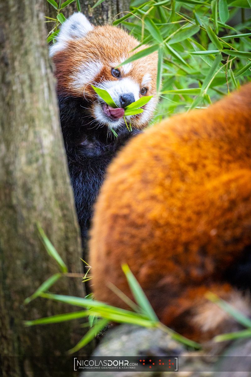 NicolasDohr's tweet photo. Dimanche détente avec Bao, Zaya, Ying Tao ou Huli (qui reconnaît ?) 🐼🍃 #PandaRouxDuDimanche #nicolasdohr https://t.co/CHKBrIr12D