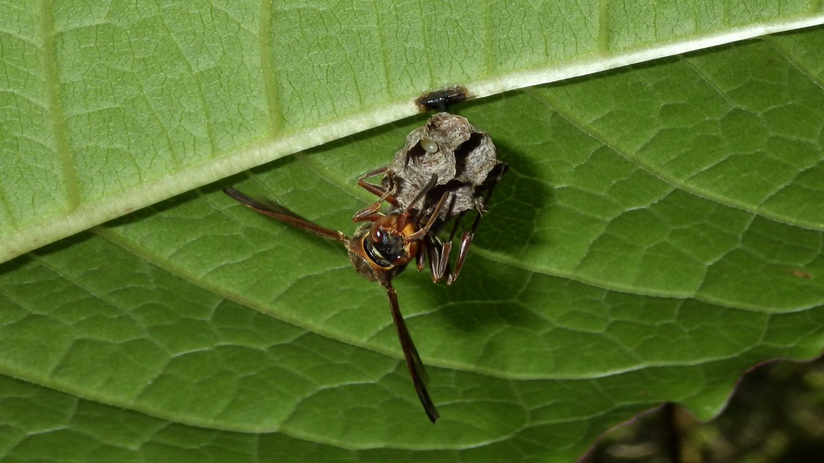 Insect_Bar's tweet photo. 今日は母の日ですね。世のお母様方、いつもありがとうございます😊
先日の採集で見つけたキボシアシナガバチの母。側面からの写真を撮ろうにも、常にこっちを向いてきて…撮れませんでした📷😵
ちゃんと巣を守ってるんですね〜
警戒させてスマヌ❗️

#昆虫館バー　#Vespidae https://t.co/kA2kbr5Lzb
