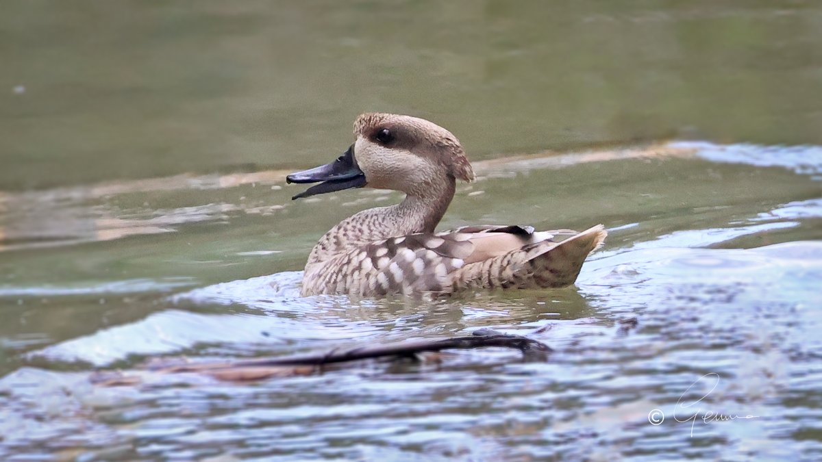 Marbled Duck, Mallorca. 
A good news story for a change, with their Spanish population on the rise.