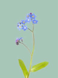 Yvonbrinkerink's tweet image. #Moederdag. 

Het hakt erin. 

Bij al die moeders waarvan hun kind onterecht uit huis is geplaatst. 
Bij al die moeders die hun kind verloren.
Bij al die dochters wiens moeder is overleden.
Bij al die dochters onterecht uit huis gerukt. 
Bij al die moeders die geen moeder mogen…