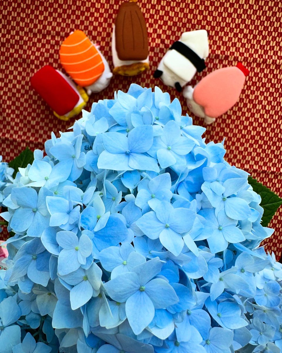 母の日にカーネーションじゃなくてアジサイをプレゼントするのが毎年の恒例になっています。ママありがとう😭
#母の日 #アジサイ #あじさい  #スシズー #スシメー #sushizoo #susheep #ぬい撮り #ぬいぐるみ